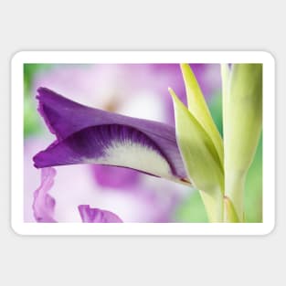 Gladiolus  'Nori' Sticker